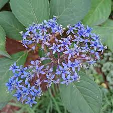 Image result for Cladostemon kirkii