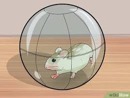 3 Manieres De Empecher Un Hamster De Roborovski De Ronger Sa Cage