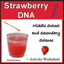 Strawberries Are Loaded With Dna As Each Cell Has Eight Copies Of Their Chromosomes Because Of This They Are Dna Facts Dna Activities Middle School Chemistry