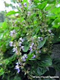 Image result for Platostoma montanum