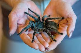 Eine so genannte weißknie vogelspinne (acanthoscurria geniculata). Spazierganger Entdeckt Vogelspinne Im Wald Nahe Heppenheim