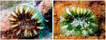 Image result for Microcoelia corallina