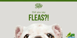 509 lakeview rd, clearwater, fl 33756, usa. Dealing With Fleas In A Floridian Summer Jd Smith Pest Control