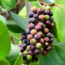 Image result for Coccoloba uvifera
