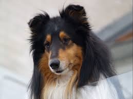 Loading Cat Illnesses Pet Dogs Dog Insurance