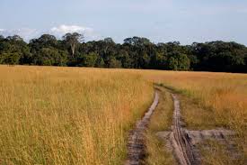 Image result for Hua gabonii