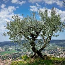 Provence Toujours Olive Tree Painting France Landscape Landscape