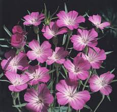 Image result for Agrostemma githago