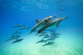 (the other cetacean suborder is mysticeti, the baleen whales.) Dolphin Facts