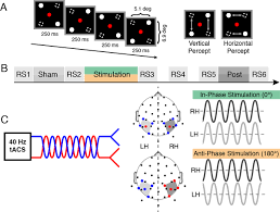 The tacs may have potential antidepressant effects,. Selective Modulation Of Interhemispheric Functional Connectivity By Hd Tacs Shapes Perception