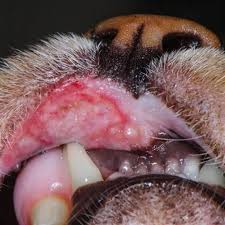 Artikel ini akan membincangkan berkenaan punca, simptom dan rawatan untuk penyakit ini. Ubat Ulcer Sakit Mulut Untuk Kucing Dan Anjing Kucing Sakit Mulut Kucing Luka Di Mulut Ulcer Mulut Cat Ulcer Kucing Luka Di Mulut Kucing Bengkak Gusi Lazada