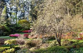 A Tour Of The National Rhododendron Garden In Victoria Beautiful Gardens Australian Garden Rhododendron