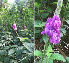 Image result for Stachytarpheta cayennensis