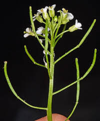 Image result for Nasturtium microphyllum