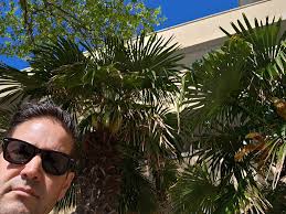 Old and new palms taking off 🚀. SE Virginia zone 8a