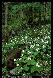 Pin By Christen Barker On Neat O Nature Woodland Garden Shade Plants Shade Garden