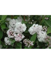 Image result for Deutzia hybrida Pink Pompon