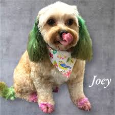 Having a little fun with Joey in the groom salon today !!