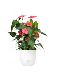 Il flox invece aggiunge un tocco di romanticismo. Anthurium Rosa Piante Fiorite Da Interno Colore Bianco Perlato