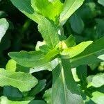 Image result for Enydra fluctuans