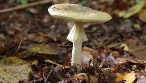 Surowa natka pietruszki zachowuje najwięcej właściwości pietruszki. 5 Najbardziej Trujacych Grzybow W Polsce