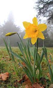 Daffodils Beautiful Flowers Pictures Narcissus Plant Daffodil Flower
