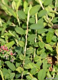 Image result for Alysicarpus zeyheri