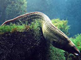 There are approximately 200 species in 15 genera which are almost exclusively marine. The Moray Eel Exquisite Taste Repulsive Appearance Restaurante Es Torrent