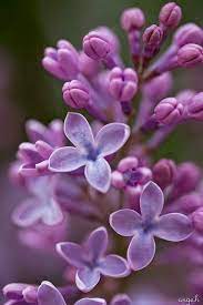 A Few More Months And Our Lilacs Will Be Blooming Beautiful Flowers Purple Flowers Pretty Flowers