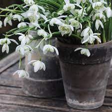 Snowdrops In Pots Spring Blooms White Gardens Beautiful Flowers
