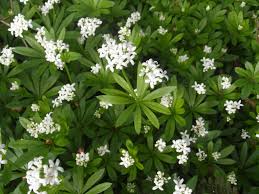 Maybe you would like to learn more about one of these? Woodruff Naturespot