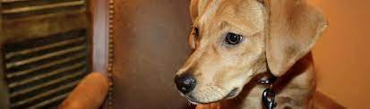 Cara began rescuing homeless animals in april 2003, and have placed countless animals in wonderful homes across the country. Arfp Animal Rescue And Foster Progam