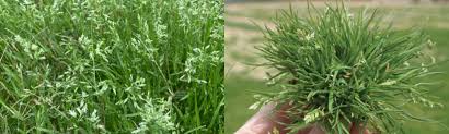 Image result for Poa annua