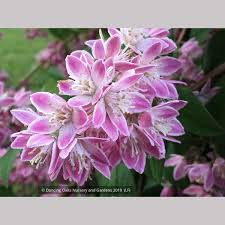 Image result for Deutzia hybrida Pink Pompon