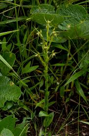 Image result for Habenaria clavata