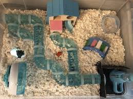 Old price $15.99 2 sizes guinea pig. Setting Up My Russian Dwarf Hamster Cage Kubo S Coming Home Youtube