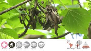 Image result for Gyrocarpus