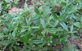 Image result for Oldenlandia herbacea