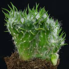 Image result for Austrocylindropuntia