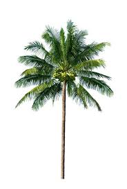 Coconut Tree Single Coconut Tree Isolated On White Background Sponsored Advertisement Ad Tree Coconut White Single Coconut Tree Tree Coconut