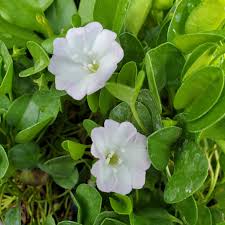 Image result for Falkia