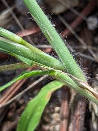 Image result for Anthephora