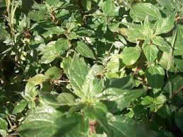 Image result for Parietaria debilis