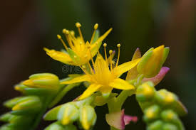 We did not find results for: 1 025 Spring Blossom Garden Pink Yellow Flowers Succulent Plant Photos Free Royalty Free Stock Photos From Dreamstime