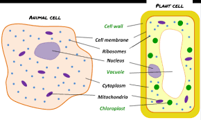 Describe the process by which proteins are made and then exported from the cell. Cell Structure Gcse Biology Combined Science Edexcel Revision Study Rocket