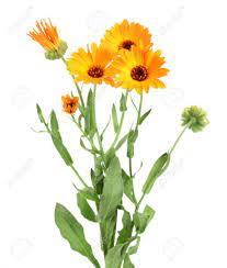 Calendula Recherche Google Marigold Flower Calendula Flowers Photography
