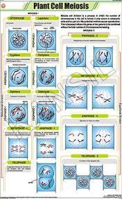 Plant Cell Meiosis For Botany Chart