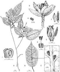 Image result for Nesogordonia holtzii