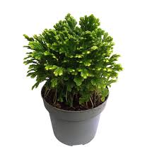 Image result for Selaginella