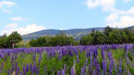 Lupine Festival